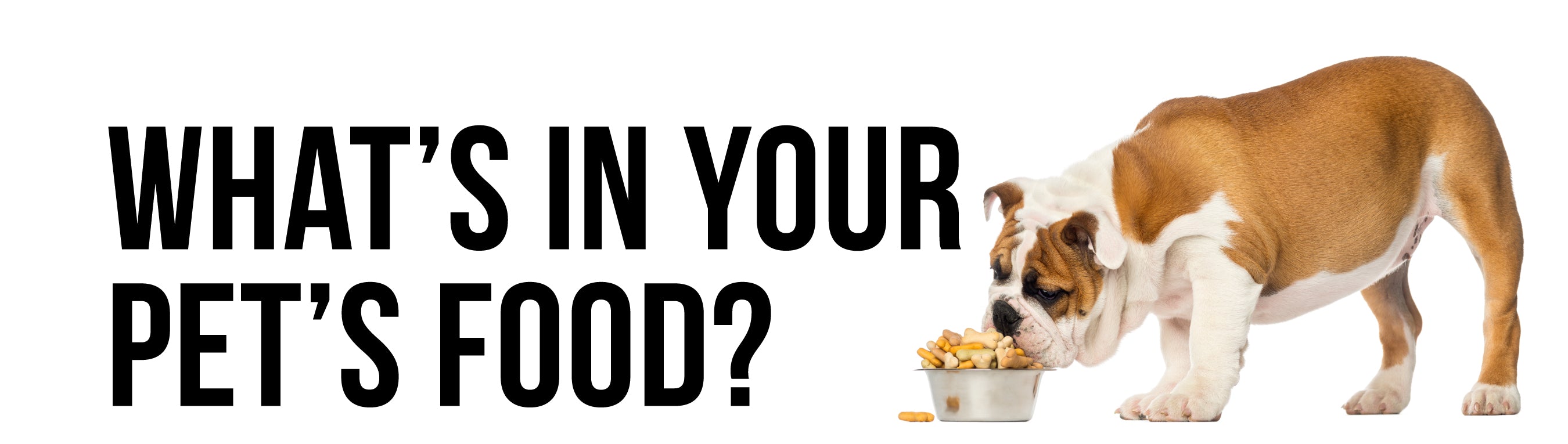 whats in your pets food
