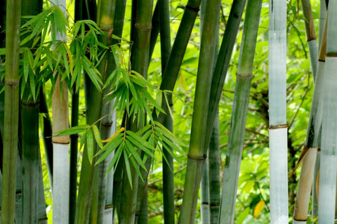 ¿Por qué el bambú es un material sustentable?