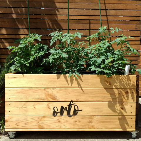 Tomatoes in Orto wicking bed planter box