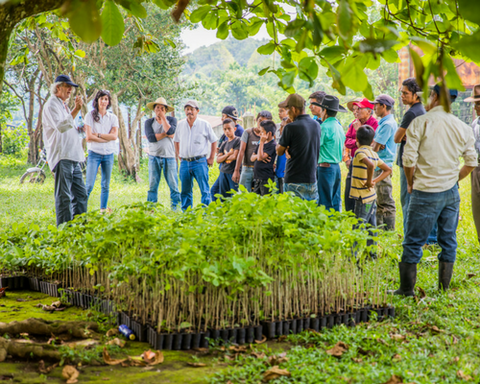 REFORESTATION IN GUATEMALA
