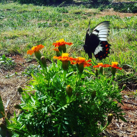 eight acres blog post about food forests - butterfly on marigold flowers