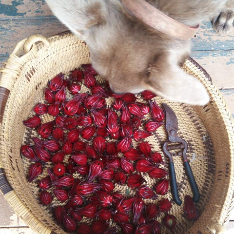 eight acres blog post about food forests - basket of rosellas