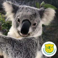 Yanni koala rescued by Australian Koala Foundation