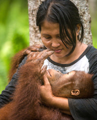 BOSF worker  in Indonesia caring for Jumbo, the orangutan