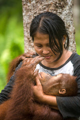 Coming Up - Caring for endangered orangutans