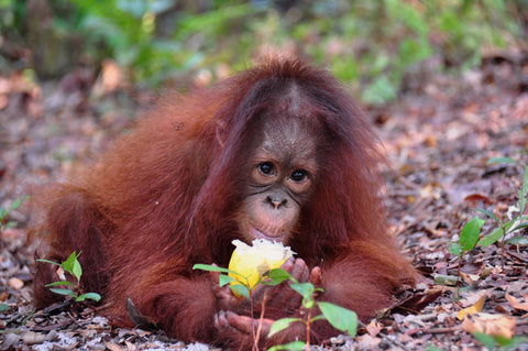 Cinta, Wholly Natural's newly adopted orangutan