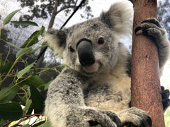 Yanni the koala, rescued by the AKF
