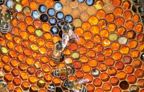 The plight of the honey bee - honey bees in the hive