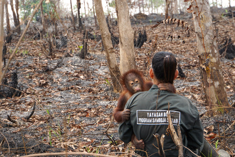 Borneo Orangutan Survival Foundation rescues Orangutans whose natural habitat is under threat