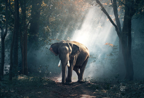 Majestic elephant walking in the jungle