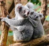 A mother Koala and her cub on a gum tree branch