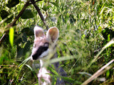 A young wallaby in the Australian bush