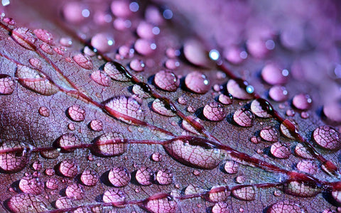 Water droplets on a leaf, the art of Nature, captured in a photo