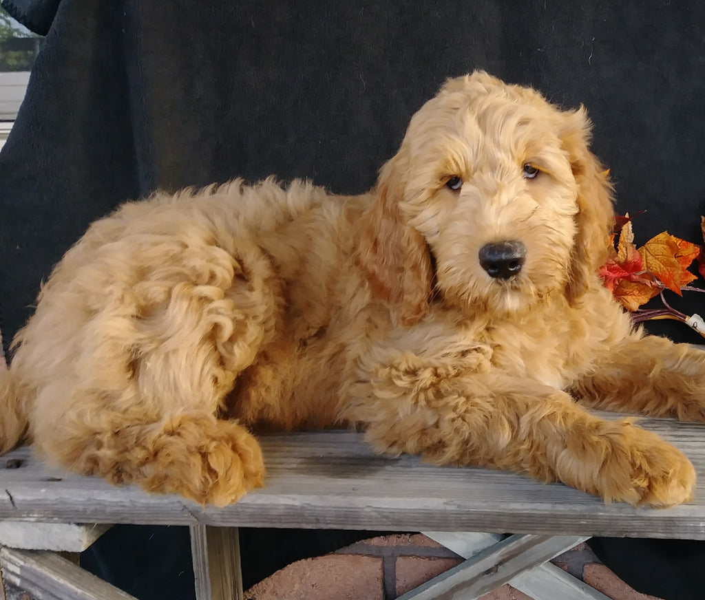 F1 Goldendoodle For Sale Millersburg, OH Male Alex AC Puppies LLC