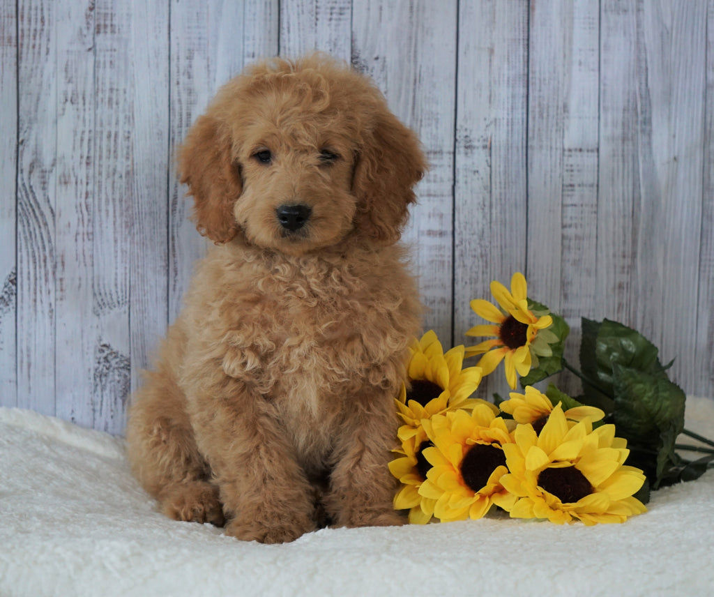 F1B Mini Goldendoodle For Sale Holmesville, OH Male Frankie AC