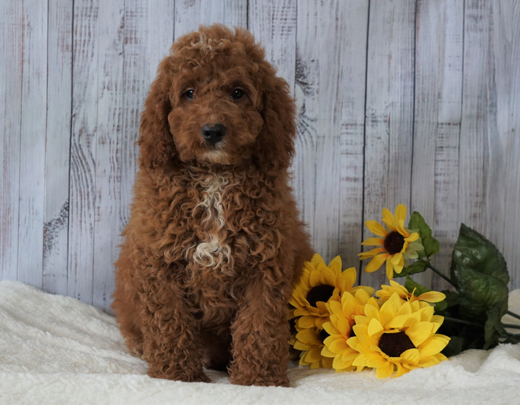 F1B Mini Goldendoodle For Sale Holmesville OH Male Nick AC Puppies LLC
