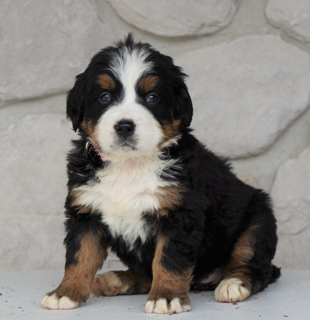 AKC Registered Bernese Mountain Dog For Sale Loudonville, OH Female- R