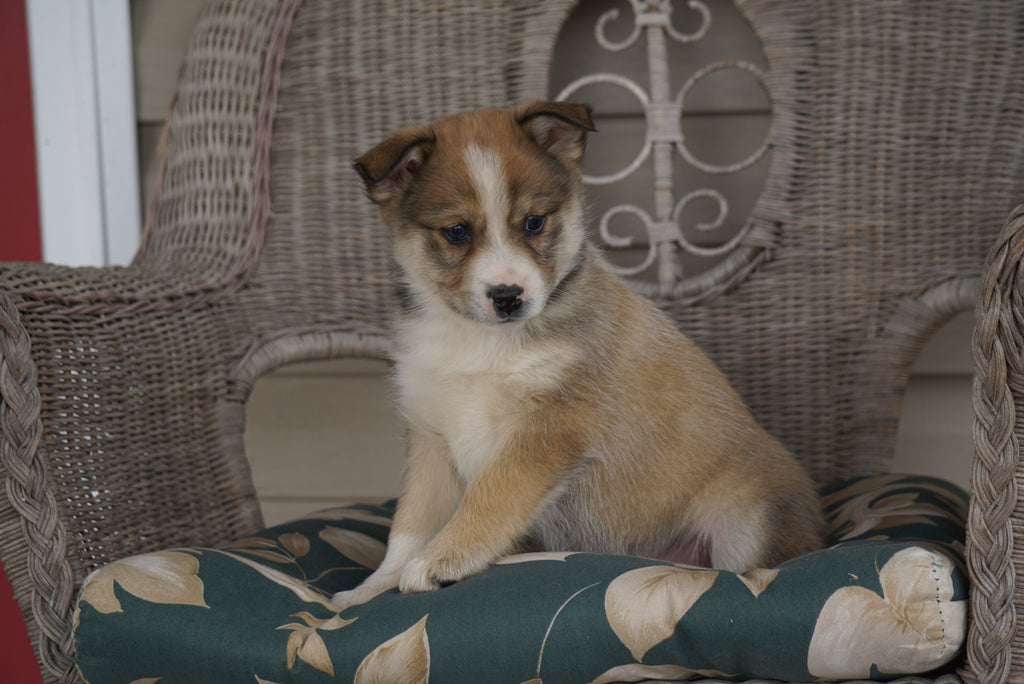 Miniature Australian Shepherd Mix For Sale Holmesville, OH Female- Jas