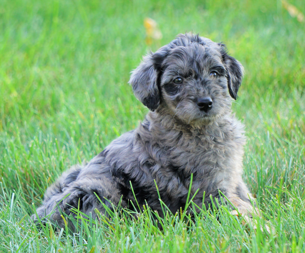 Mini Goldendoodle *BLUE MERLE* For Sale Loudenville, OH Male Kirby