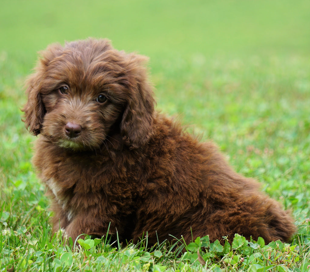 mini newfypoo puppies for sale