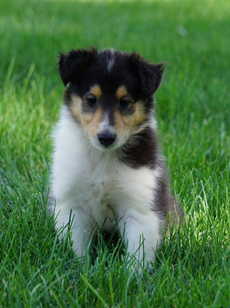 Akc Registered Lassie Collie For Sale Fredericksburg Oh Female Olivi