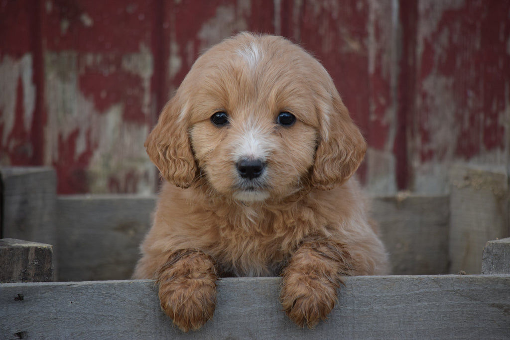 Goldendoodle Puppies for Sale Under $1000 in California - wide 7