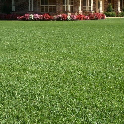 Sapphire Soft Leaf Buffalo Turf M² Redback Landscape Supplies 