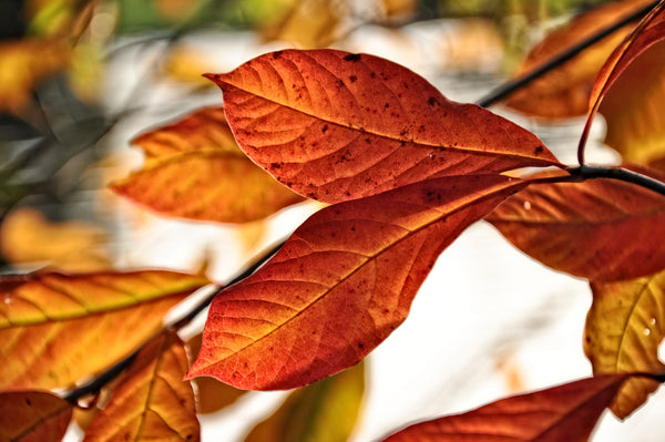 fall leaves