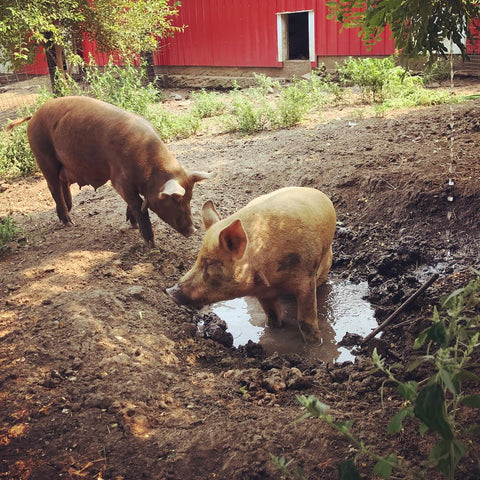 red wattle hogs at Little Red Farm, Palmyra, Nebraska