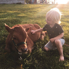boy with cow, farm animals, baby cow, farm kid, calf, dairy calf, kid with cow, child with cow