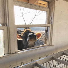 Even Be is checking out what’s happening in the milking room for the new milking system!