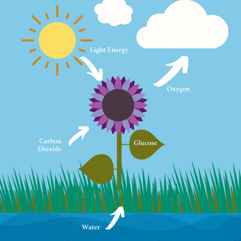 Photosynthesis Process