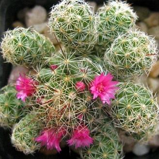 9greenbox introduction to home desert cactus