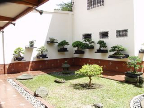 Bonsai home garden decor ideas