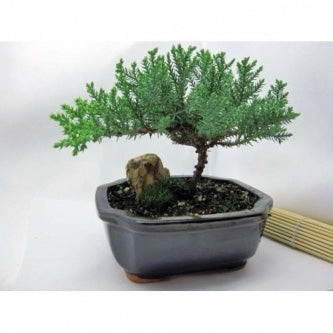 juniper bonsai tree