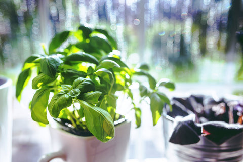 Happy Gardens - Basil