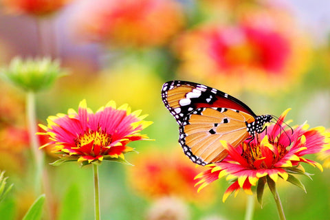 Happy Gardens - Butterfly Garden