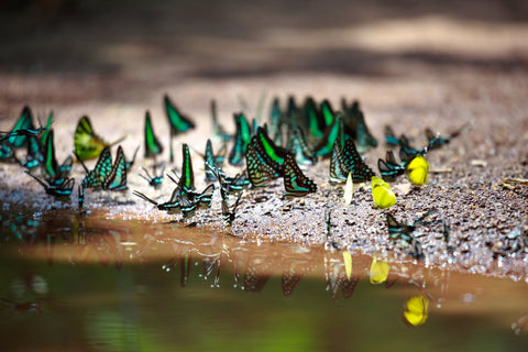 Happy Gardens - Butterfly Puddle