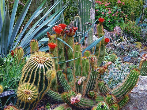 Happy Gardens - Cactus Garden