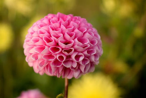 Happy Gardens - Dahlias