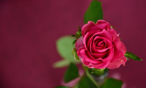 Happy Gardens - Dark Pink Rose