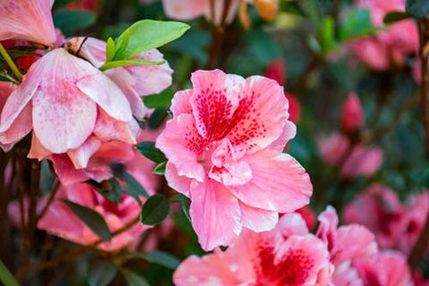 Happy Gardens - Hibiscuses