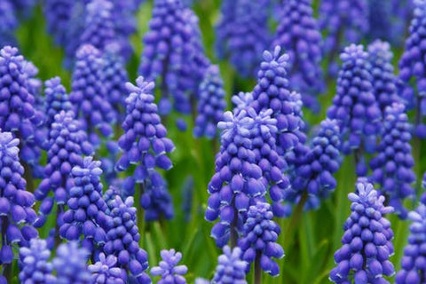 Happy Gardens - Hyacinths