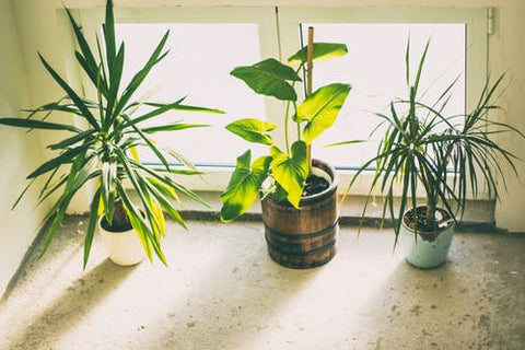 Happy Gardens - Indoor Plants