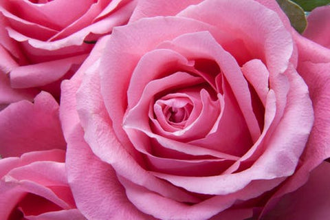 Happy Gardens - Medium Pink Rose