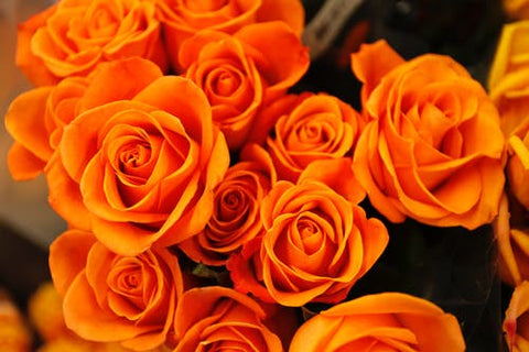 Happy Gardens - Orange Roses