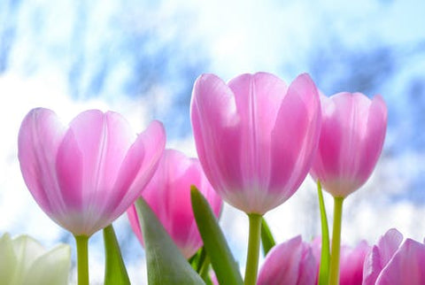 Happy Gardens - Spring Tulips