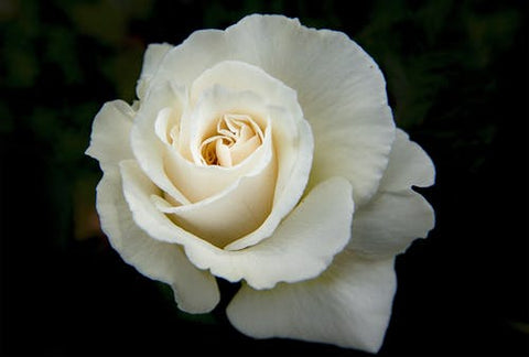 Happy Gardens - White Rose