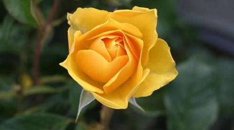 Happy Gardens - Yellow Roses