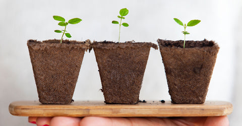 potted seedlings